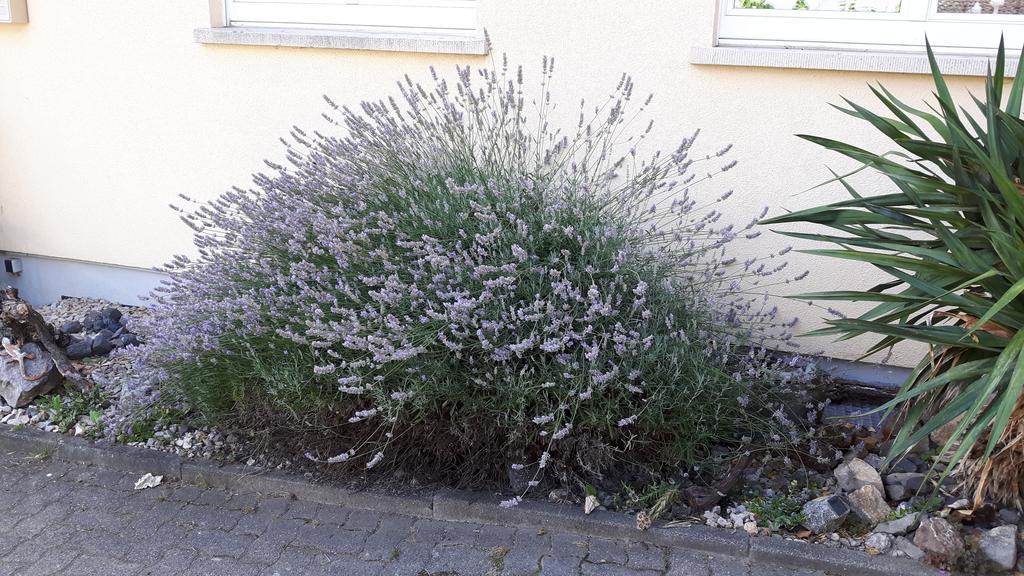 Winzerhof Senn Leilighet Vogtsburg Eksteriør bilde